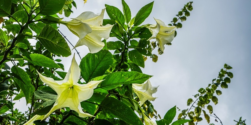 Large white trumpet-shaped flowers blooming among green leaves under a cloudy blue sky.