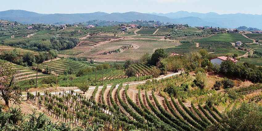 Rolling vineyards stretch across sunlit hills, dotted with farms and homes under blue sky.