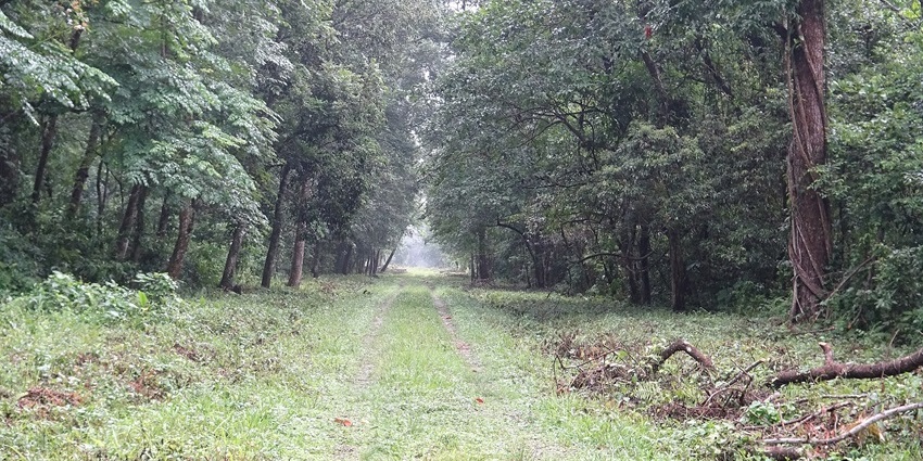 Gorumara National Park is one of the famous places to visit in West Bengal in October.
