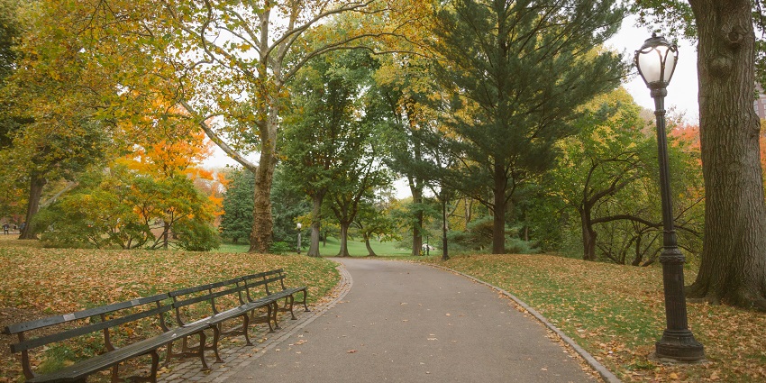 Scenic forest trail with trees, open fields, and a peaceful walking path in the park.