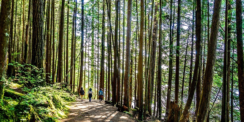 Hiking lush forest trails is one of the most refreshing things to do in Mission for nature lovers.