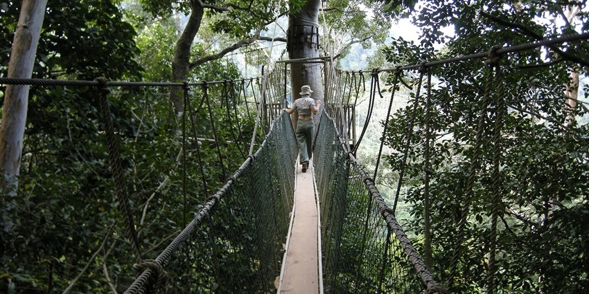 A person walking on a suspended canopy walkway amid dense green rainforest at Taman Negara.