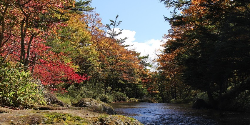 Exploring the tranquil forest stream framed by vibrant autumn colors, one of the top things to do in Nikko.