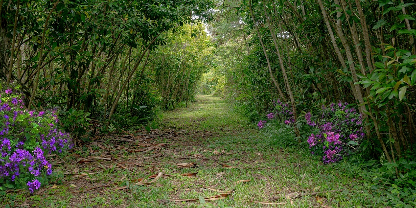 Hike the Waihee Ridge Trail in Maui with trees and flowers on both sides, one of the things to do in Maui.
