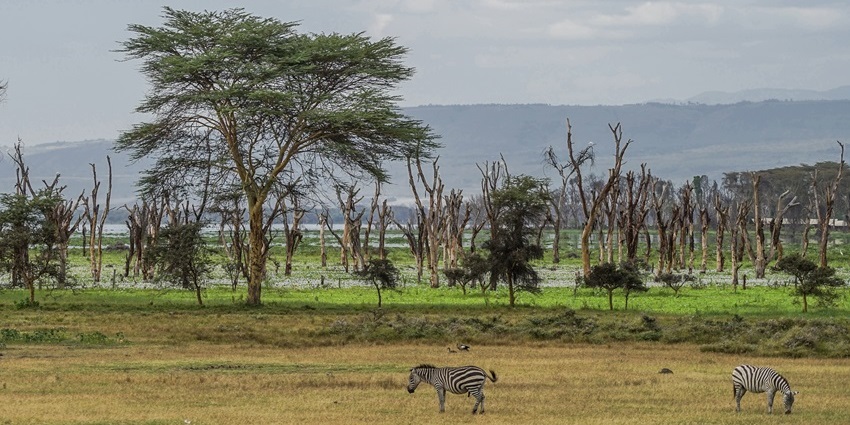 Zebras graze on open grassland with scattered trees and green wetland in the distance.