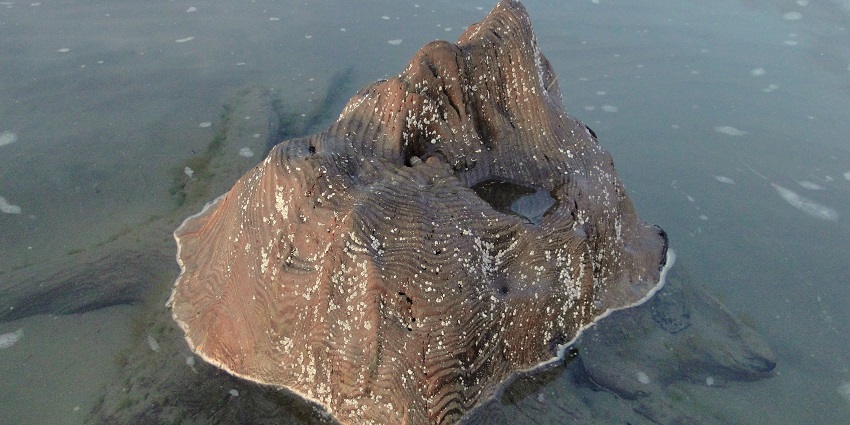 Petrified tree stump embedded in wet sand at Ynyslas, Ceredigion, during low tide.
