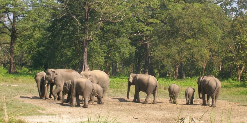 Jaldapara National Park is famous for its diverse wildlife and scenic forest trails.