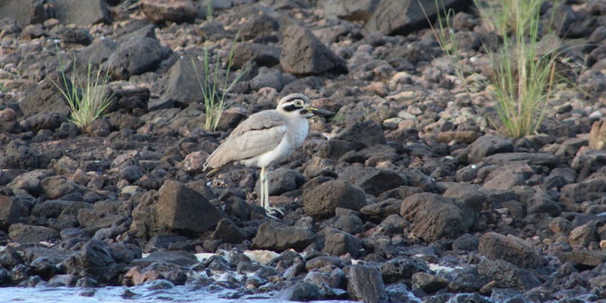 Great Stone-curlew standing near water at Jayakwadi Bird Sanctuary in natural habitat.