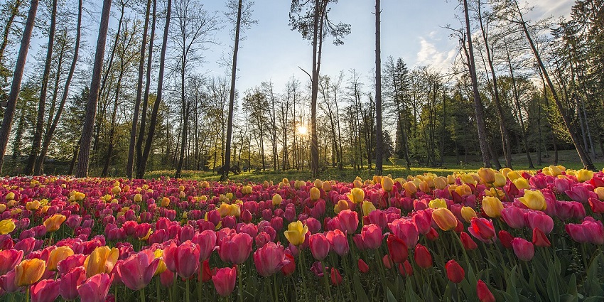 Beautiful garden landscape with colorful flower beds and tall green trees in the background.