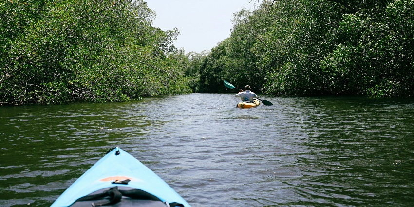 Kayaking through the mangroves with calm water, tangled roots, and lush green canopies.