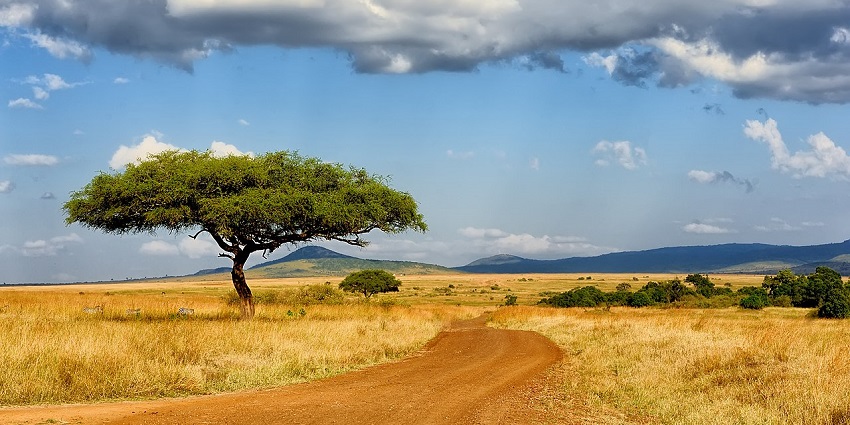 Vast savannah landscape with acacia trees at Maasai Mara, Kenya.

