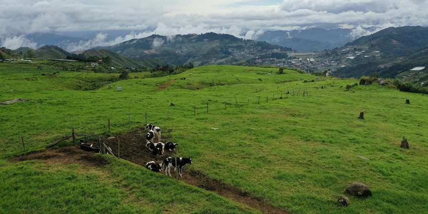 Kundasang in Malaysia with green grass plains, a group of cows, and distant buildings.