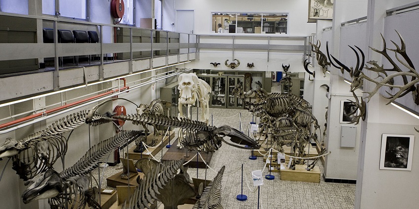 Interior view of a natural history museum with glass displays and a whale skeleton.