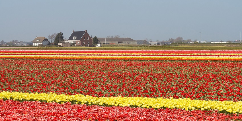 A big field in Lisse is covered with different colored tulips and buildings at a distance.