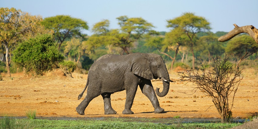 An elephant walking through Liwonde National Park, one of the best places to visit in Malawi.