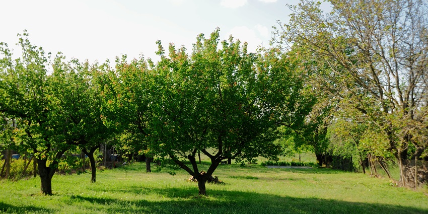 Mangunan Fruit Garden with lush fruit trees, open spaces, and a relaxed countryside atmosphere.