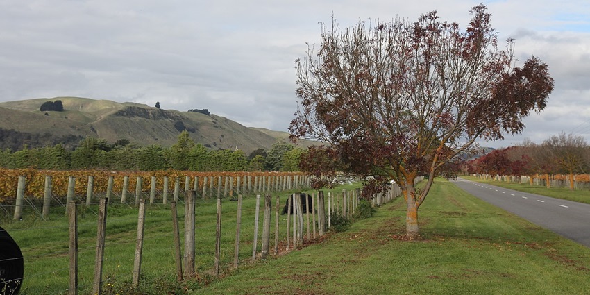 Tree and sticks bordering the Martinborough vineyard with mountains and greenery.