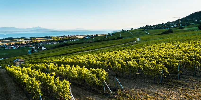 Lush green vineyard on a hillside overlooking a lake and distant mountains under blue skies.