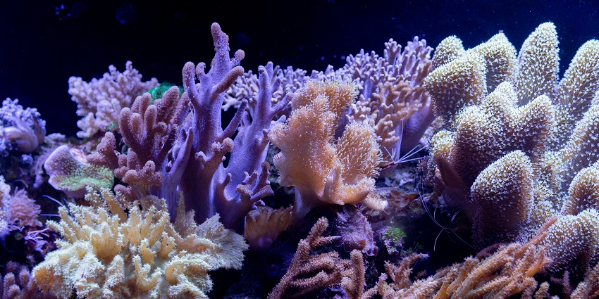 Night dive at Blackish Point showcasing vibrant coral reefs and marine life underwater.