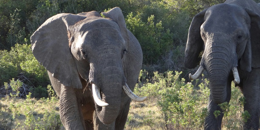 Elephants roaming in the wild at Nkhotakota Game Reserve surrounded by lush greenery.