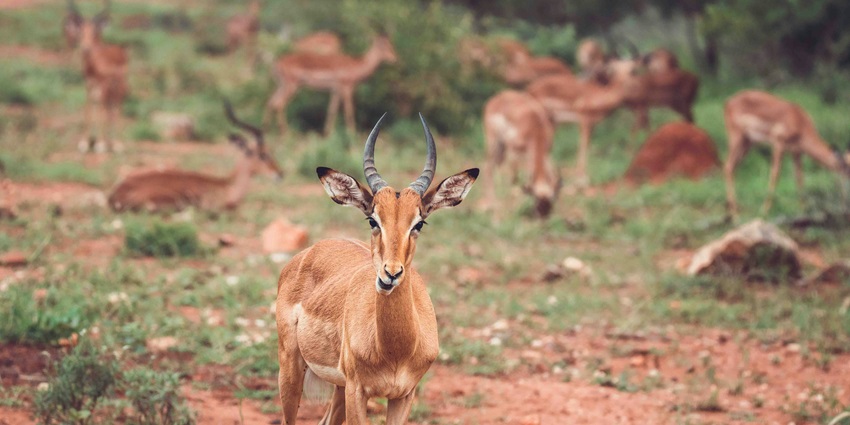 Antelopes grazing in Nyika National Park, one of the places to visit in Malawi.