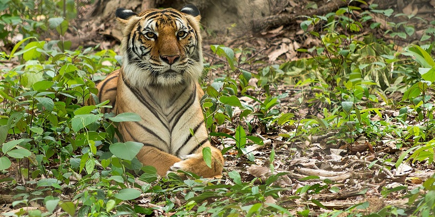 A Bengal tiger resting in nature at Phnom Tamao, one of the top places to visit near Phnom Penh.