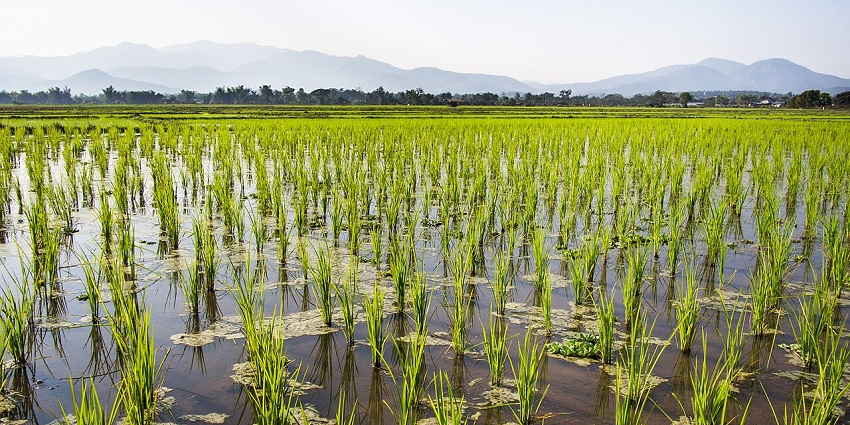 Lush rice paddies in Phrao with flooded terraces stretching toward distant green hills.