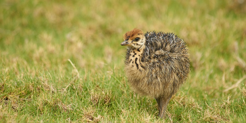 A close-up of a kiwi bird, New Zealand’s iconic and nocturnal native species.