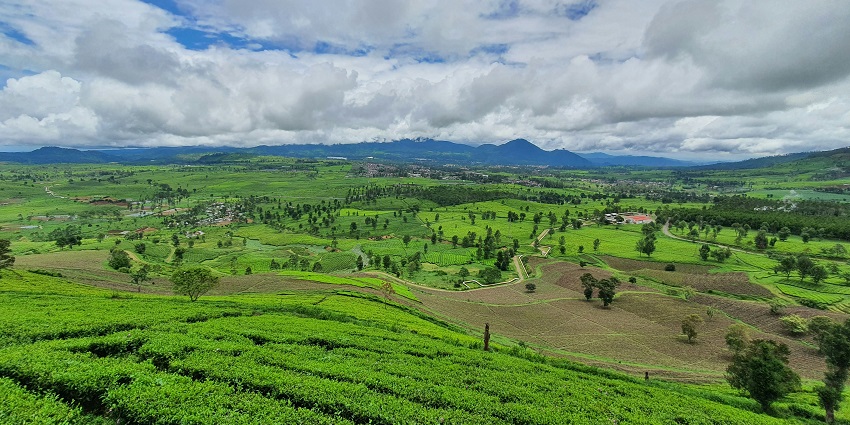 Lush green tea plantation with trees and a mountain range in the background under a clear sky.
