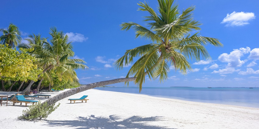 Beach with a calm sea, sandy shoreline, multiple lounge chairs near the shore, and palm trees.