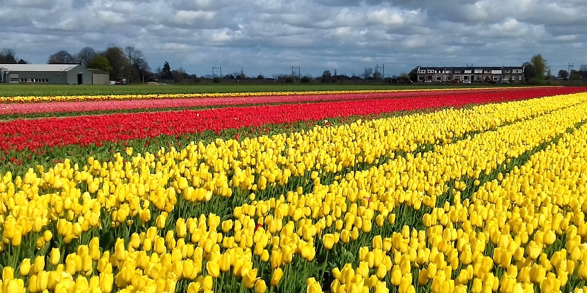 Wandering through tulip fields is one of the best things to do in North Holland.