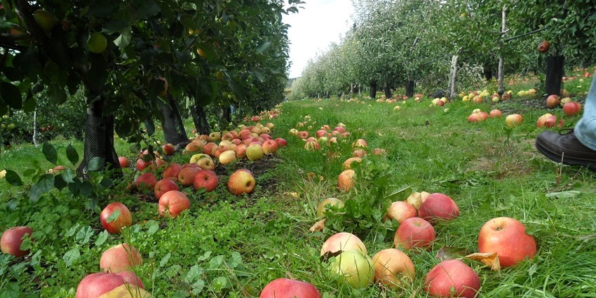 Ripe apples scattered on grassy ground between rows of orchard trees during harvest season.