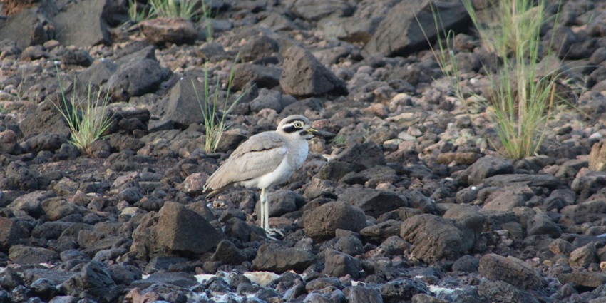 Great Thick-knee bird standing in the mangroves at Salim Ali Bird Sanctuary in Goa.