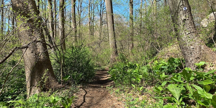 Dirt trail winding through a green forest with tall trees and spring foliage under sky.