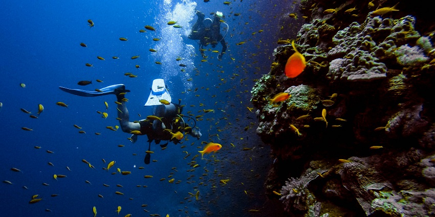 Scuba diving at the Black Coral Wall is one of the best things to do in Utila.