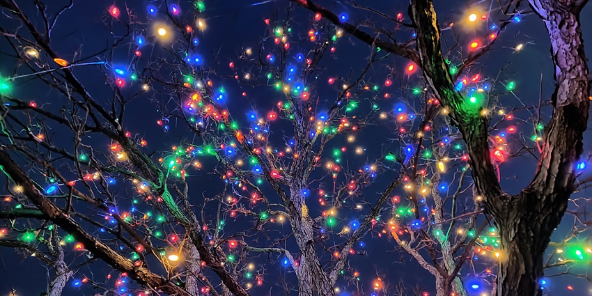 Trees decorated with colorful lights glowing brightly at night at the Houston Zoo.