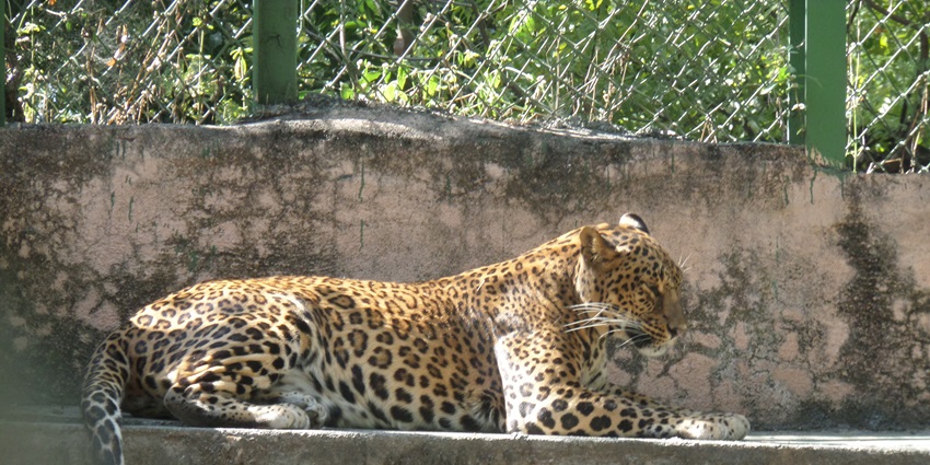 A leopard resting at Siddharth Garden Zoo, amongst the top places to visit near Ellora Caves.