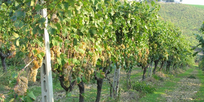 Sunlit clusters of pale yellow Trebbiano grapes hanging on vine rows, one of the best things to see in Macerata Italy.