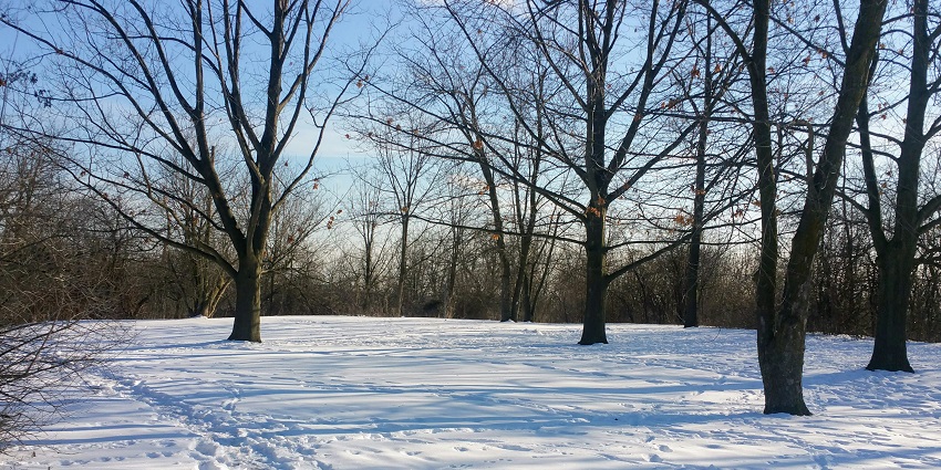 Snow-covered trails winding through trees in Point Pleasant Park during winter.
