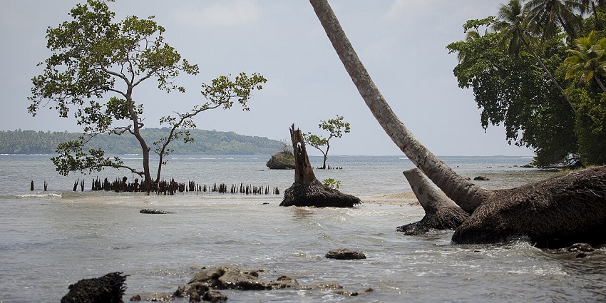 Scenic view of trees, rocks, and palm trees on a beach in the Solomon Islands.