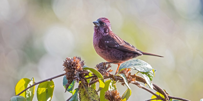 Admiring the vibrant birdlife is one of the best things to do in Huntingdon.