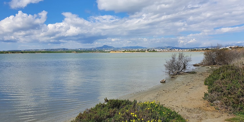 Larnaca Salt Lake with still water, flowers, and a distant cityscape under a cloudy sky.