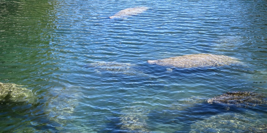 Swimming with manatees is one of the most magical things to do in Lecanto FL.
