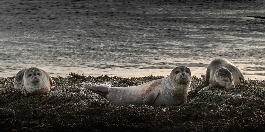 Three seals on the shore of Þorlákshöfn black sand beach with a water body in the back.