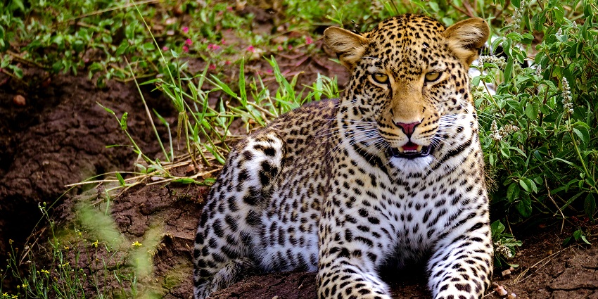 Leopard resting in the dense greenery of Taï National Park’s tropical rainforest.