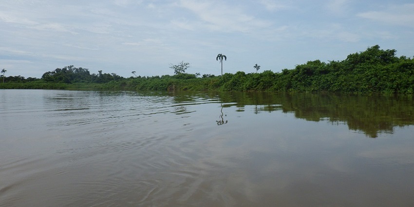 Monkey River with a calm greenish water body of the river, distant greenery and trees
