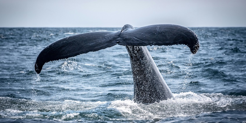 The tail of a whale splashing into the ocean during a whale watching tour in Maui.
