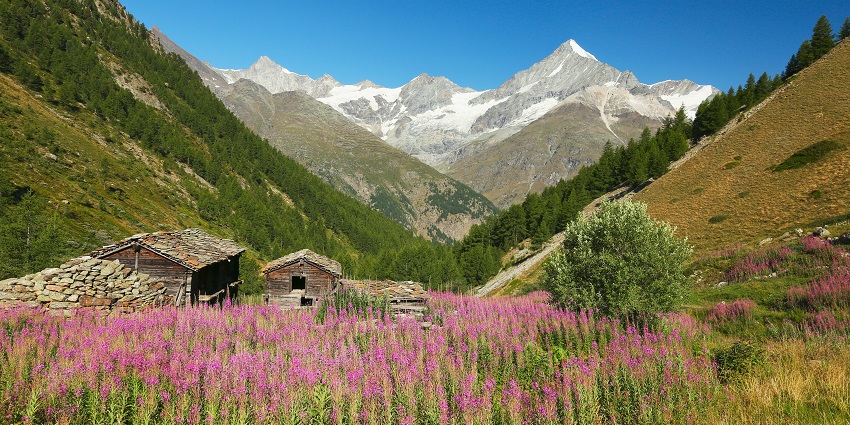 Traditional alpine farm with vibrant pink flowers surrounded by green valleys and forested slopes in Täschalp.