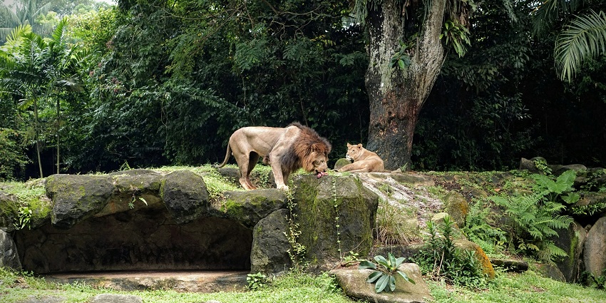 Lion and lioness resting at the Guyana zoo surrounded by trees and natural habitat.
