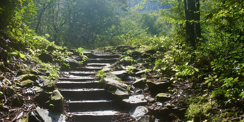 A serene hiking trail winds through a dense forest, surrounded by lush green trees near the Coca-Cola sign.
